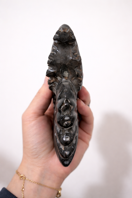 Black Ammonite Fossil