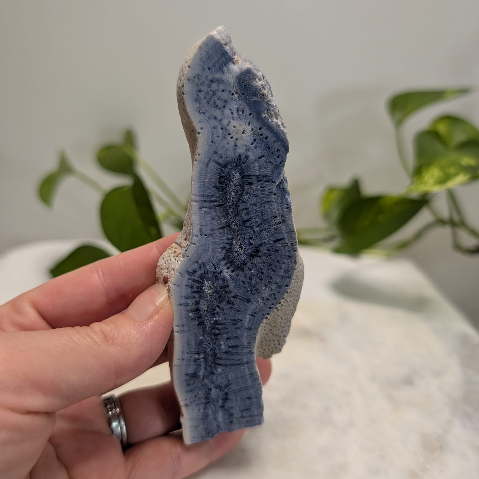 Blue Coral Fossil Slice