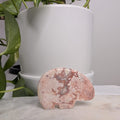 Crazy Lace Agate Bear