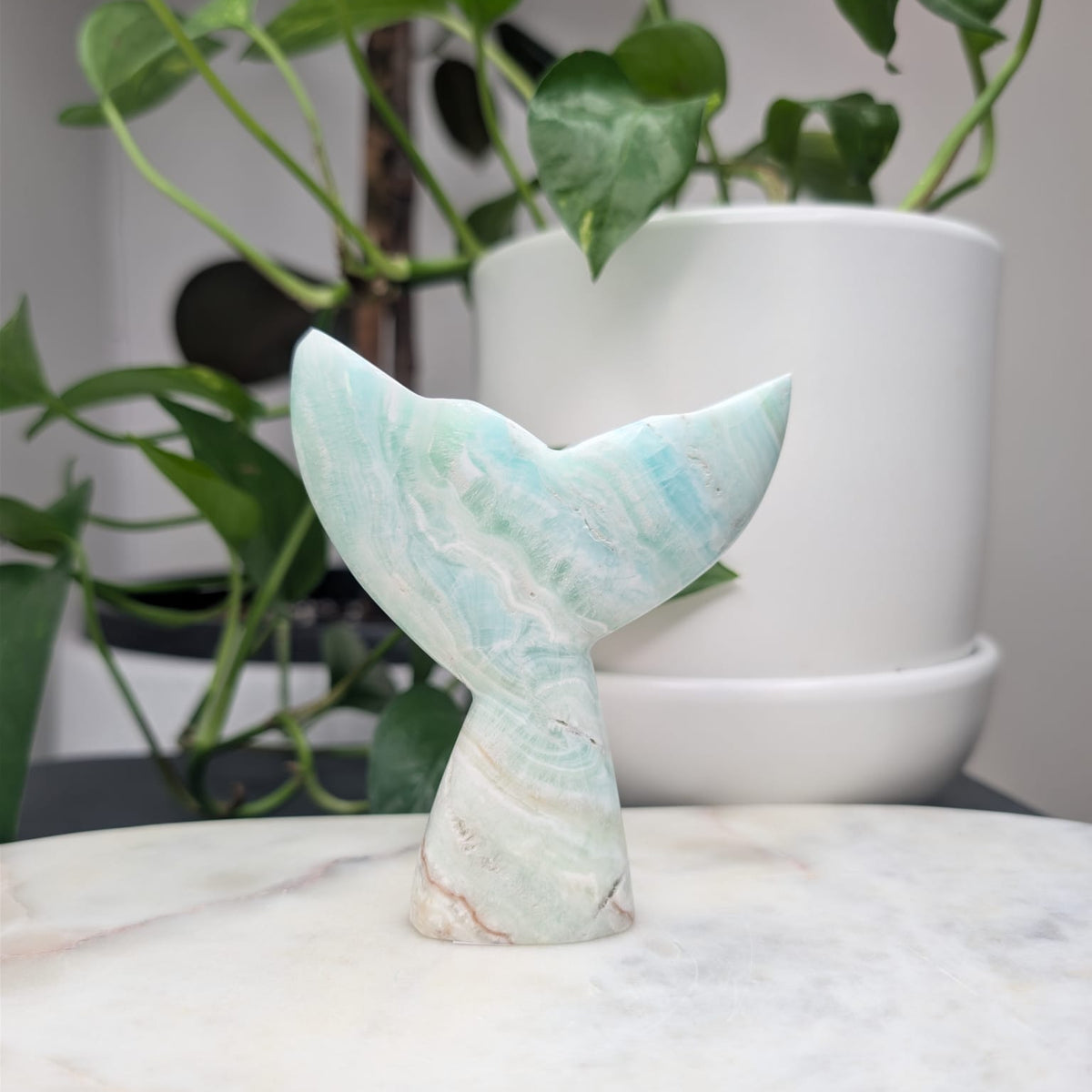 Caribbean Calcite Whale Tail