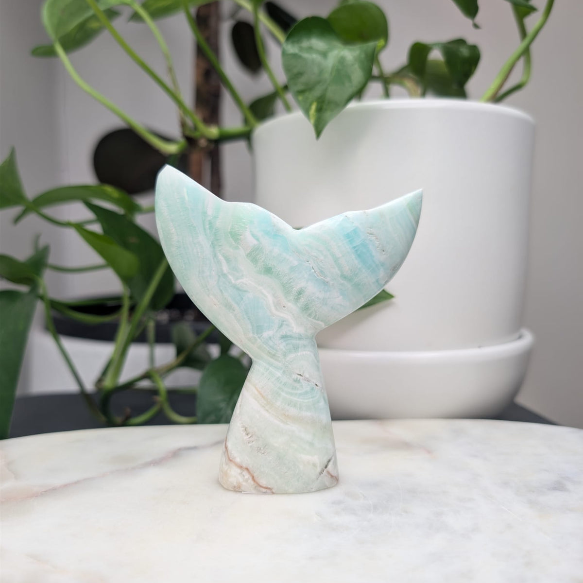 Caribbean Calcite Whale Tail