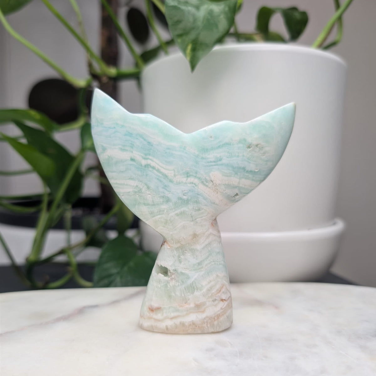 Caribbean Calcite Whale Tail