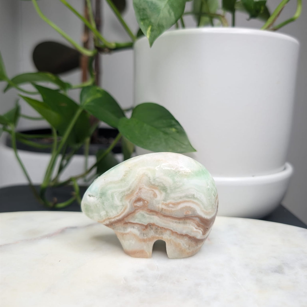 Caribbean Calcite Bear