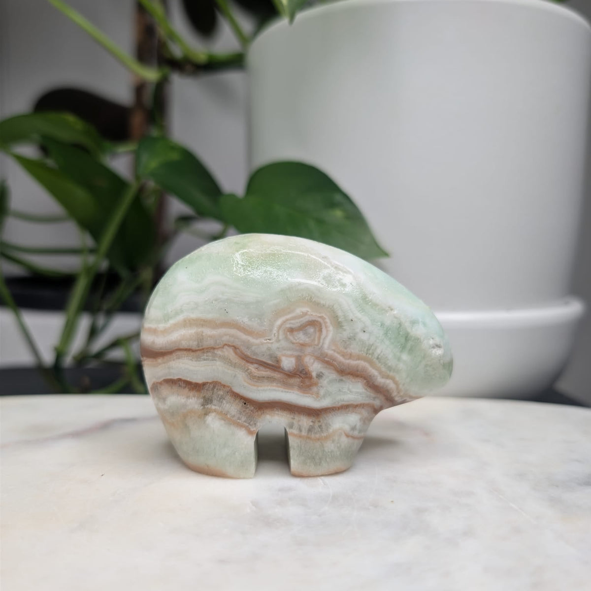 Caribbean Calcite Bear