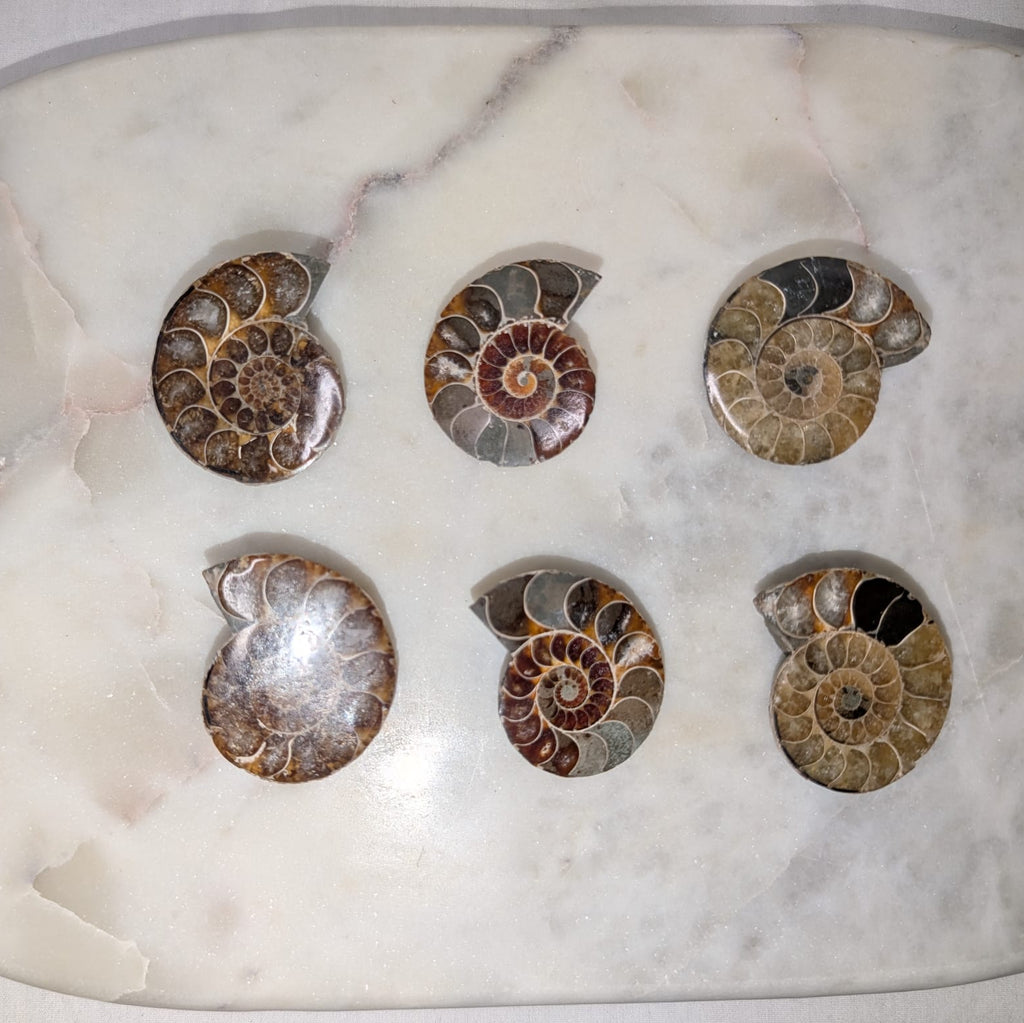 Mini Ammonite Slice