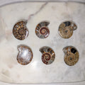 Mini Ammonite Slice