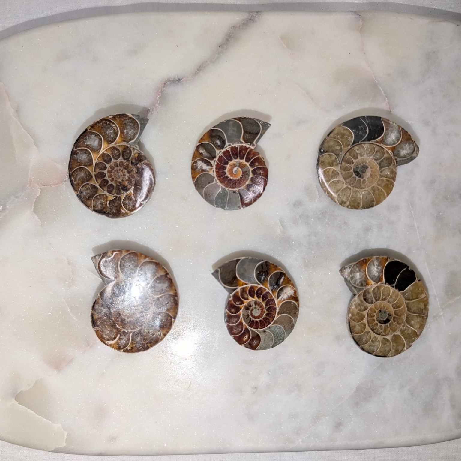 Mini Ammonite Slice