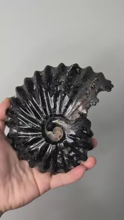 Black Ammonite Fossil