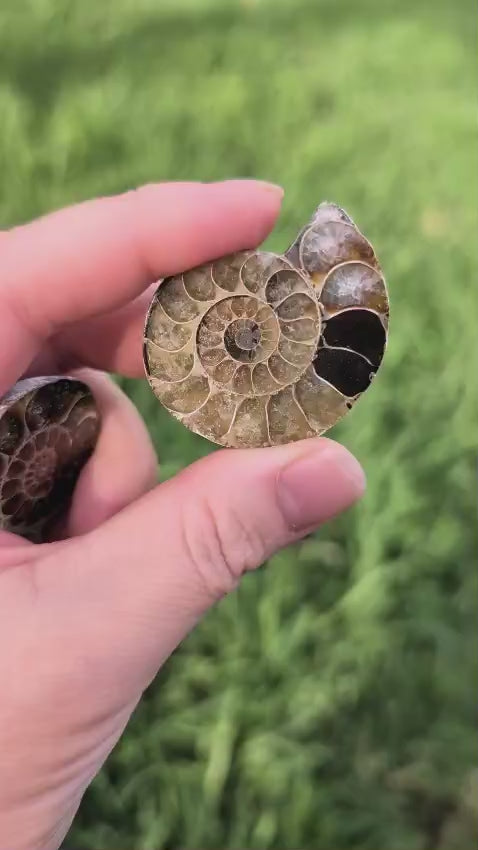 Mini Ammonite Slice